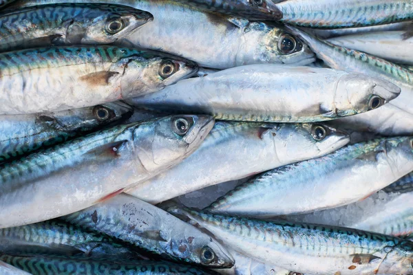 Ryby świeże makrele na sprzedaż na rynku — Zdjęcie stockowe