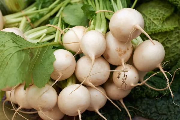 Fresh white turnip Royalty Free Stock Images