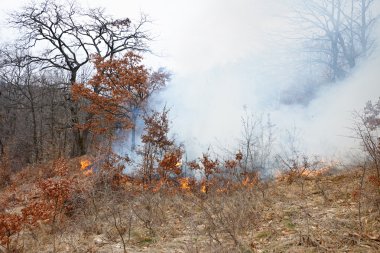 Yangın felaketi