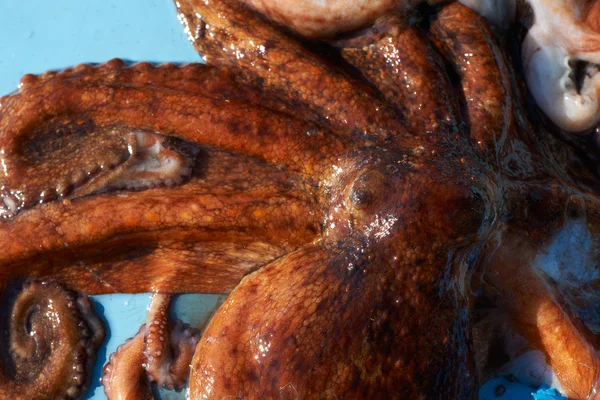 Čerstvá chobotnice — Stock fotografie
