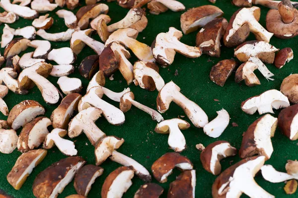 Edible boletus mushrooms — Stock Photo, Image
