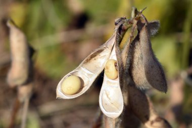 Olgun soya tohumu hasat için hazır.