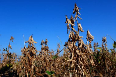 Olgun soya tohumu hasat için hazır.