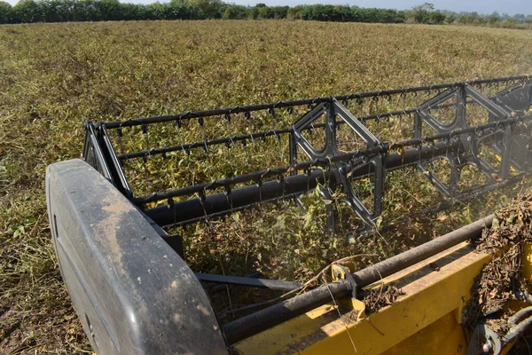 Cultivo Maduro Soja Pronto Para Colheita — Fotografia de Stock