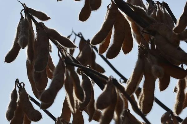 Olgun soya tohumu hasat için hazır.