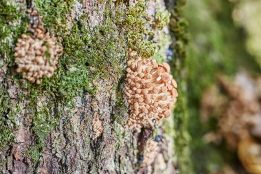 Ağaçta küçük mantarlar yetişiyor.,