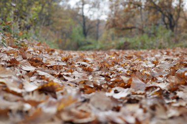 Sonbahar mevsiminde düşmüş sarı yapraklı bir yol.