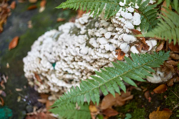 White non-edible mushrooms on a tree and next to a fern leaf — Stock Photo, Image