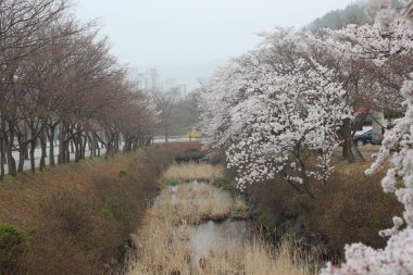 Bahçede beyaz kiraz çiçeği. Güzel manzaralı beyaz kiraz çiçekli ağaçlar