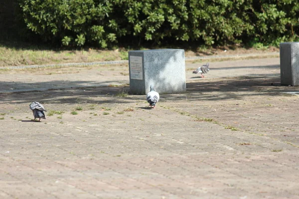 파이프 바닥에 공원의 바닥에 집비둘기 — 스톡 사진
