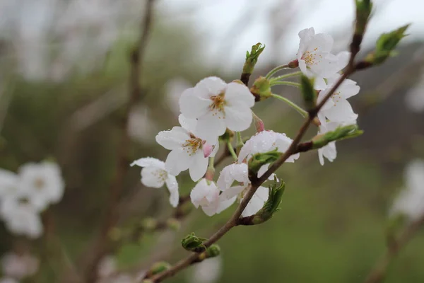 春に白い桜の花を緑色の葉で咲かせます — ストック写真