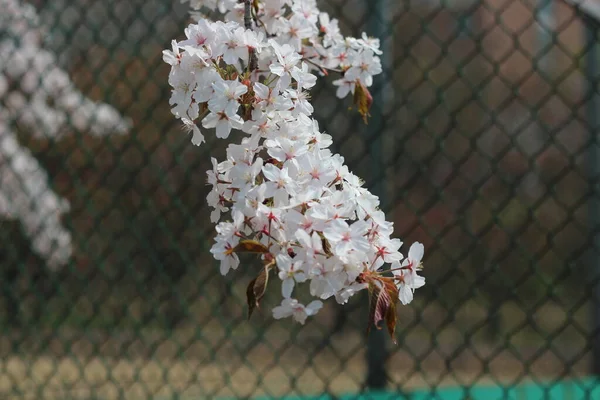 Цвітіння Білих Вишневих Квітів Навесні Зеленим Листям — стокове фото