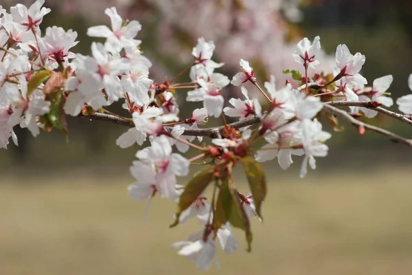 Bloeiende Witte Kersenbloemen Het Voorjaar Met Groene Bladeren — Stockfoto