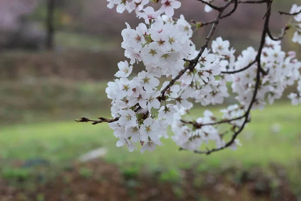 Blommande Vita Körsbär Blommor Ren Tid Med Grã Blad — Stockfoto