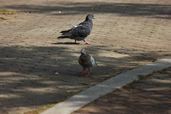 Pigeon Sol Pavé Pigeon Domestique Gris Par Terre Dans Parc — Photo