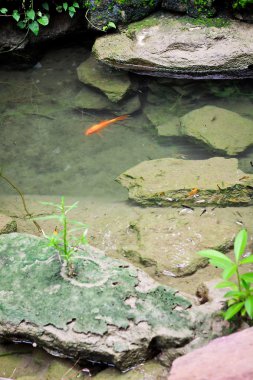 Lotus ve küçük altın balık