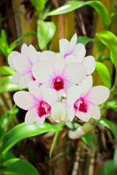 Orquídea magenta bonita — Fotografia de Stock