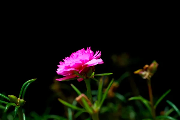 Portulaca blomma — Stockfoto