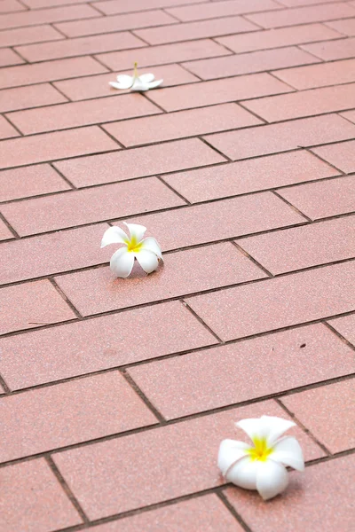 Plumeria bloem — Stockfoto
