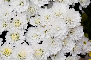 Bahçede beyaz kasımpatı çiçekleri