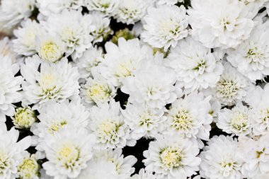 Bahçede beyaz kasımpatı çiçekleri