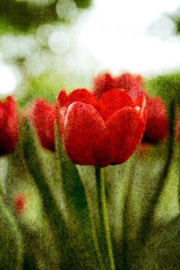 vintage tarzı Lale çayır