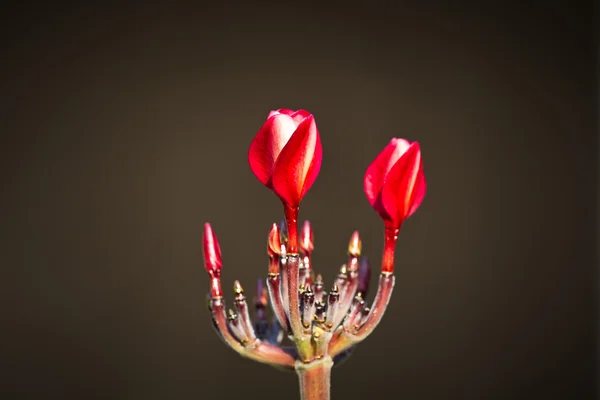 Plumeria tomurcuklar — Stok fotoğraf