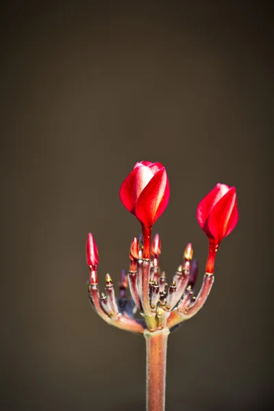 Plumeria knoppar på bakgrunden ljus — Stockfoto