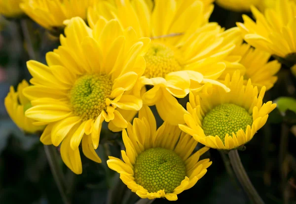 Flores de crisantemo — Foto de Stock