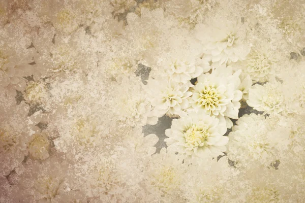 Flores de crisântemo branco no jardim — Fotografia de Stock