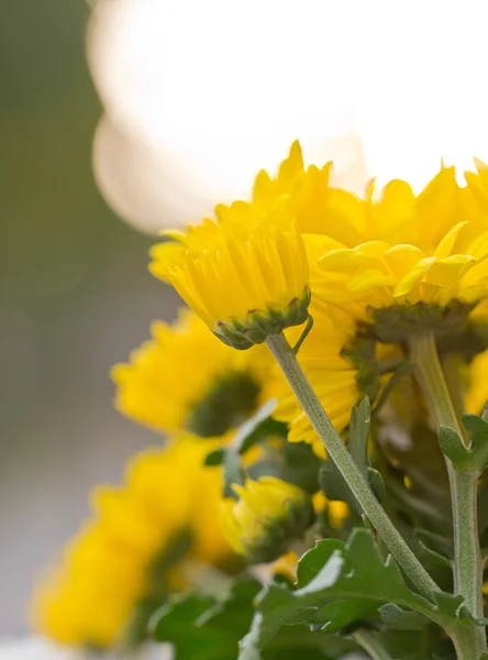 Chrysanthemum květiny — Stock fotografie