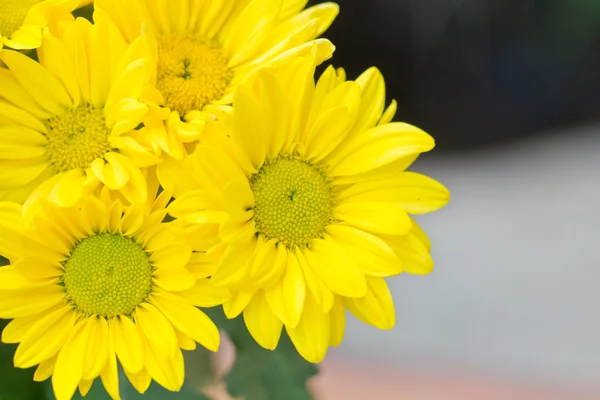 Fiori di crisantemo in giardino — Foto Stock