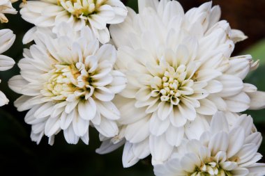 Bahçede beyaz kasımpatı çiçekleri