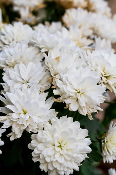 White Chrysanthemum Flowers in garden — Stock Photo, Image