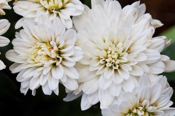 Bílé květy chryzantémy v zahradě — Stock fotografie