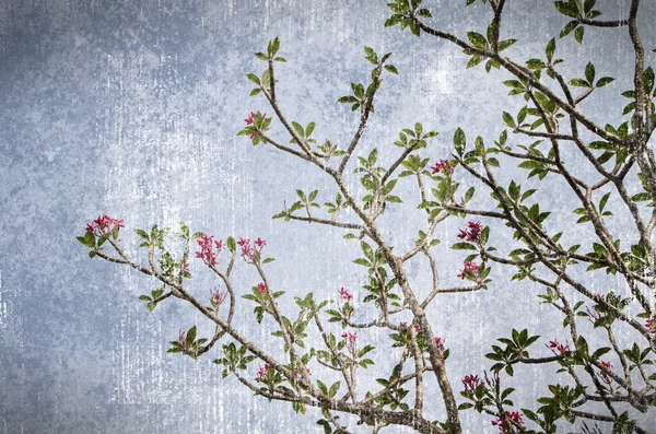 Filialer av tropiska blommor frangipani (plumeria)) — Stockfoto