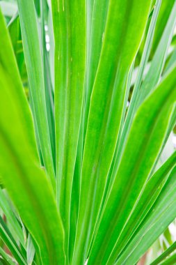 yaprak yeşil arka plan