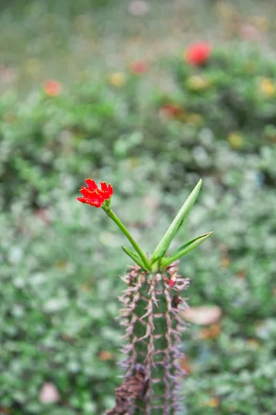 Euphorbia viguieri flor — Foto de Stock