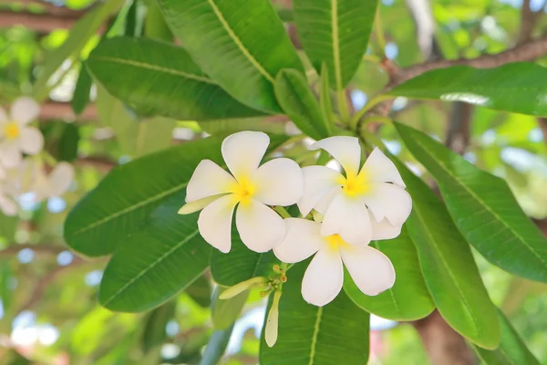 Flores da Frangipani, Plumeria — Fotografia de Stock