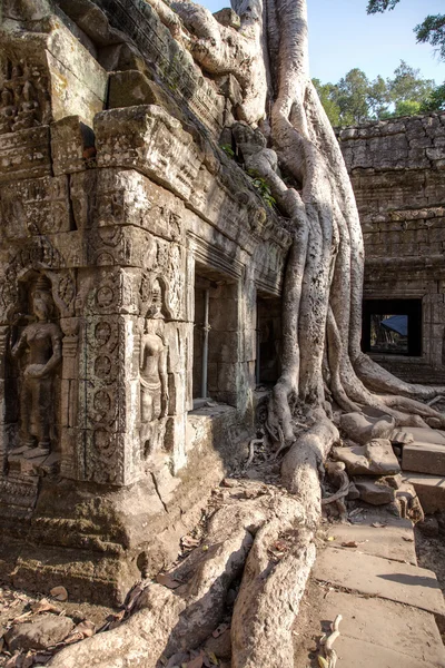 Templo Ta Prohm, Angkor, Camboya —  Fotos de Stock