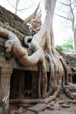Ta Prohm Tapınağı, Angkor, Kamboçya