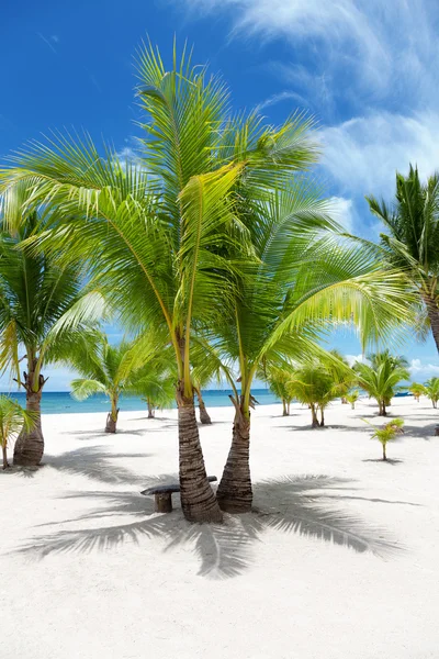 在天堂岛上的棕榈树 — 图库照片