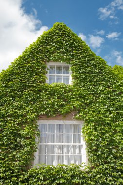 Ivy house