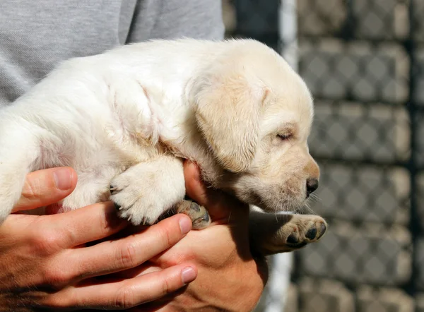 Yellow labrador puppy in the hands — Stock Photo, Image