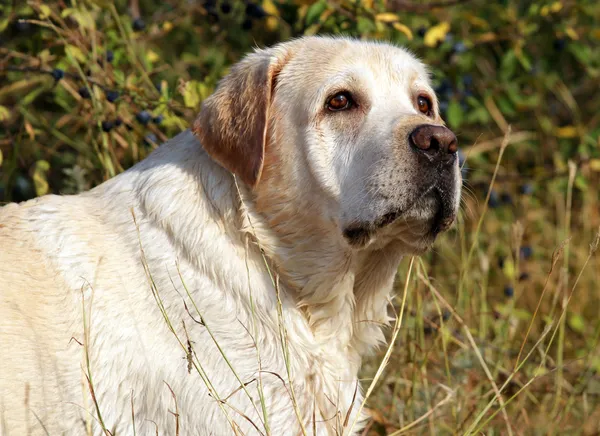 Gele labrador portret in veld — Stockfoto