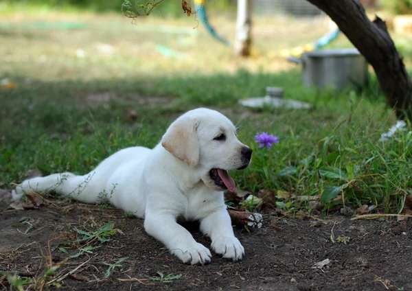 Gelber Labrador-Welpe liegt im Garten — Stockfoto