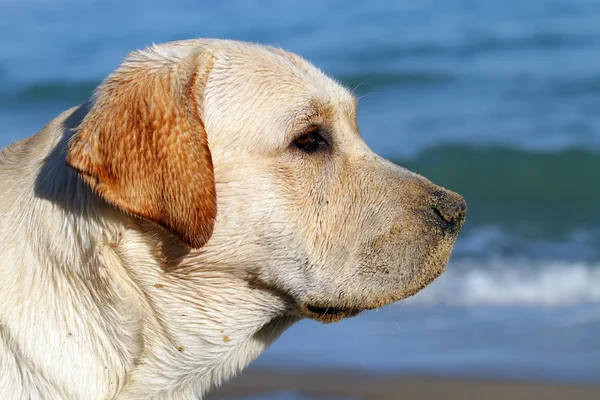 Žlutý labrador, při pohledu na moře — Stock fotografie