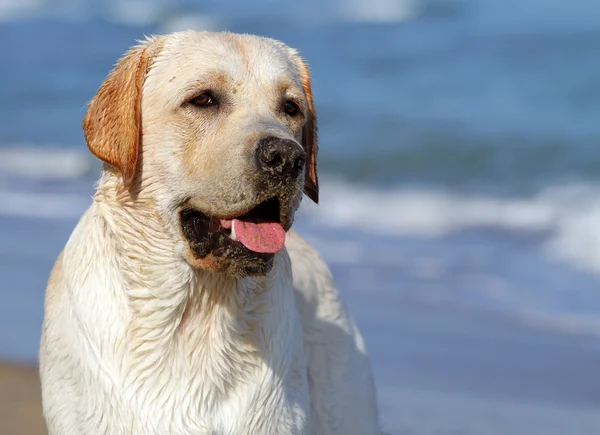Labrador amarillo mirando al mar — Foto de Stock