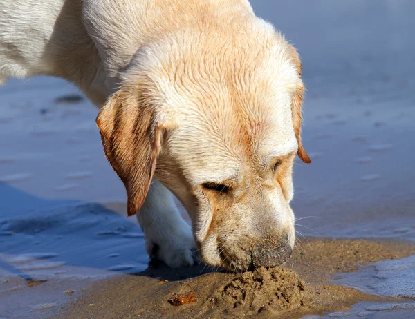 Labrador jaune jouant à la mer — Photo