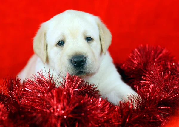 Gift yellow labrador puppy with New Year (Christmas) toys — Stock Photo, Image